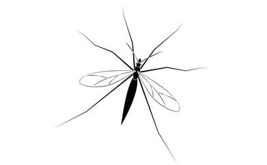 Mosquito silhouette isolated on white background. Vectror illustration EPS10.