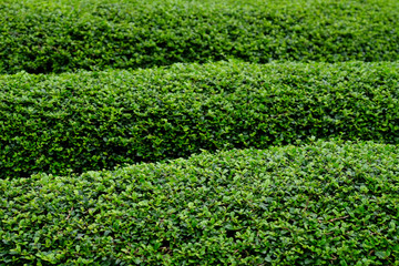green bush in garden, Fukien Tea ( Carmona retusa (Vahl) Masam. )