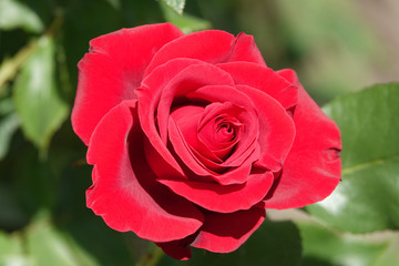 Rose flower