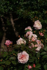 Light Pink Flower of Rose 'Irene Watts' in Full Bloom
