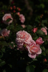 Light Pink Flower of Rose 'Irene Watts' in Full Bloom
