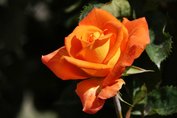 Rose flower
