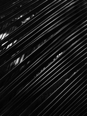 black and white coconut leaf with light and shadow