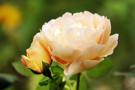 Delight Images