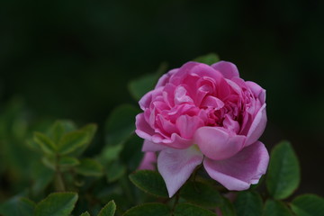 Light Pink Flower of Rose 'Jean Bodin' in Full Bloom
