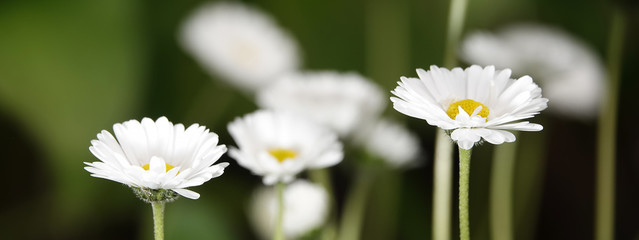 Fototapeta premium Daisy flowers