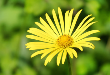 Yellow Flowers Daisies