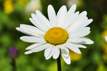 Obraz premium Chamomile Flowers