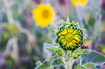 Bud of sunflower. Close-up plant.