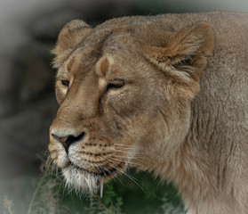 Obraz na płótnie Canvas portrait of a lion