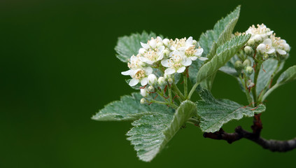 Lilac blooms in clusters of flowers in spring