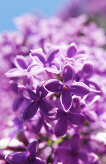Fototapeta na wymiar Lilac blooms in clusters of flowers in spring