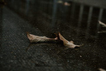 early autumn leaves in a puddle