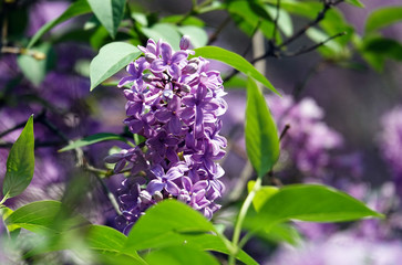 Lilac blooms in clusters of flowers in spring