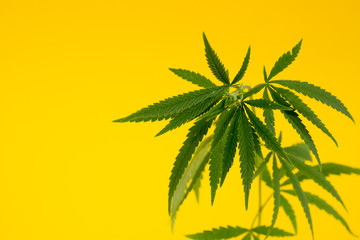 green leaf or hemp leaves on yellow background