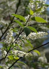 Lilac tree blooms in spring