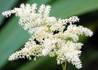 Flowering tree lilac net