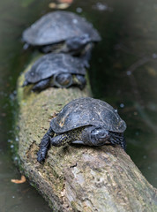 turtle on a rock