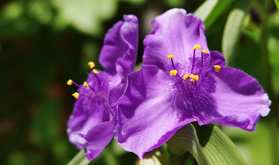 Flowers Tradescantia garden