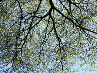 branch of tree at spring with blue sky