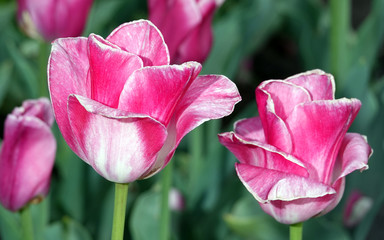 Tulip of different varieties and colors