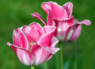 Naklejka premium Tulip of different varieties and colors