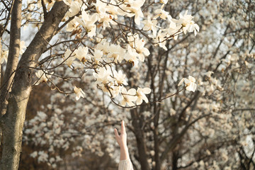 Hand reaching out for a white magnolia flowers on the tree