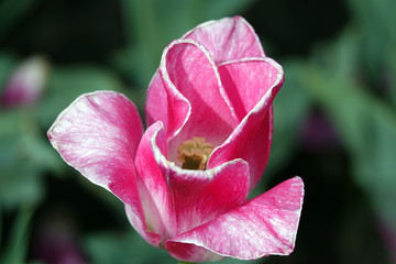 Tulip of different varieties and colors