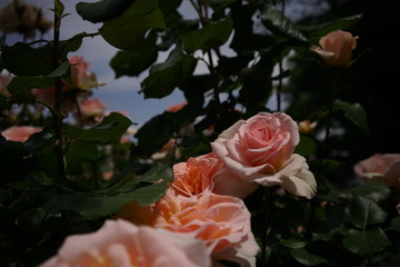Light Cream Flower of Rose 'Johann Strauss' in Full Bloom

