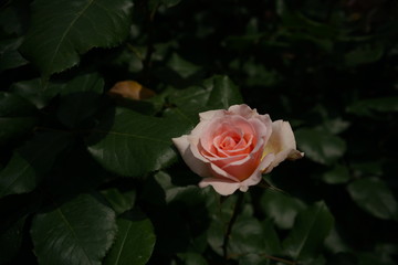 Light Cream Flower of Rose 'Johann Strauss' in Full Bloom
