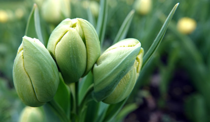 Tulips of different grades and colors