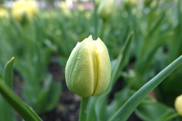 Tulips of different grades and colors