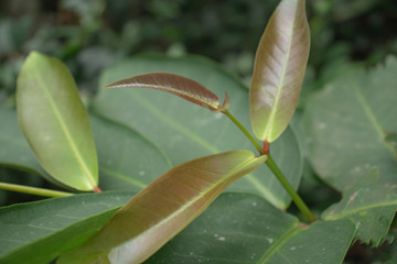 Obraz premium close up of green leaves