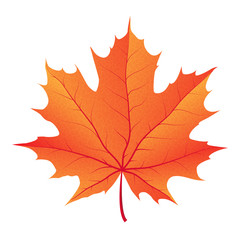 autumn maple leaf vector on a white background