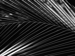 Obraz premium black and white coconut leaf with light and shadow