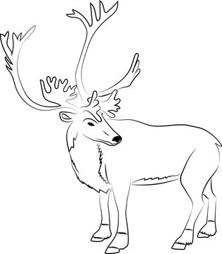 Hand drawn isolated reindeer silhouette. Outlined for coloring 
