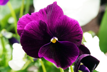 Pansy Flowers