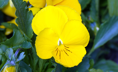 Pansy Flowers
