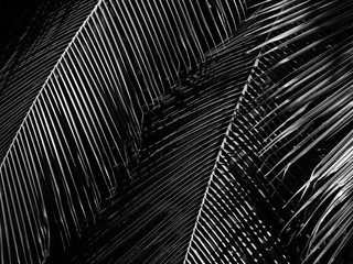 black and white coconut leaf with light and shadow