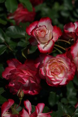 Red and White Flower of Rose 'Jubile du Prince de Monaco' in Full Bloom
