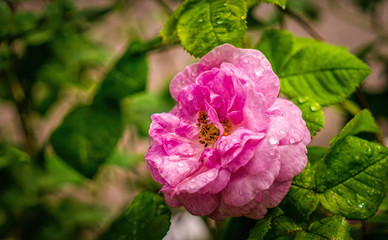 Fototapeta premium Delicate flower of a summer English tea rose in the garden