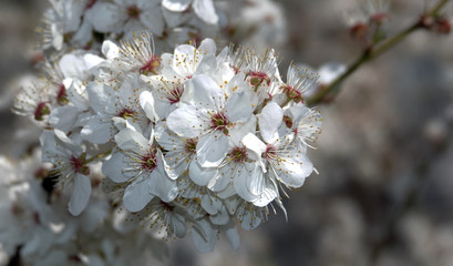 Apple tree blooms in white flowers
