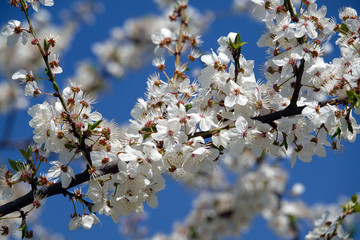 Apple tree blooms in white flowers