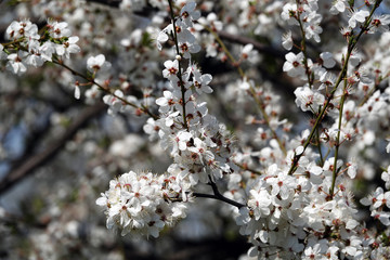 Apple tree blooms in white flowers