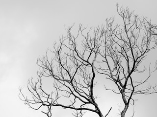 Obraz premium black and white dry tree with gray sky background