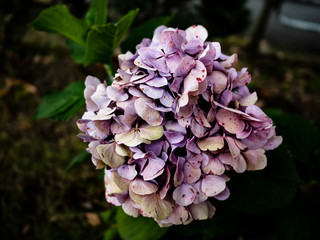 A hydrangea that is dying