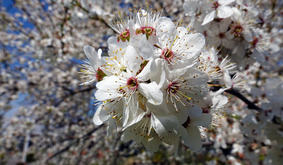 Apple tree blooms in white flowers