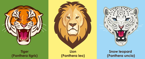 Vector set of icons - Lion,Tiger and Snow leopard.
Icons - vectors animals, wildlife cats icon