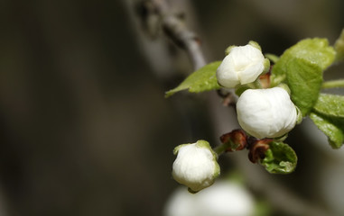 Fruit trees bloom in spring