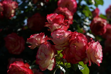 Red and White Flower of Rose 'Jubile du Prince de Monaco' in Full Bloom
